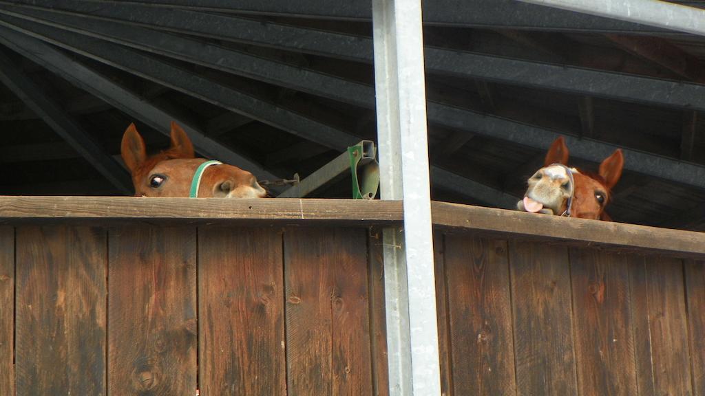 Reiter- Und Ferienhof Redder Bad Driburg Kültér fotó